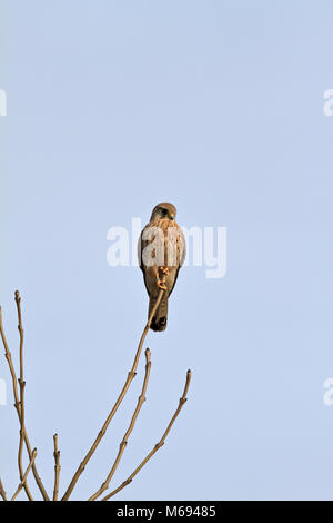 Turmfalke Falco tinnunculus hoch oben in einem Baum, England, UK. Stockfoto