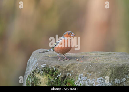 Erwachsene Männchen Buchfink, Fringilla coelebs Essen Samen auf ein Moos bedeckt Stein, England, UK. Stockfoto