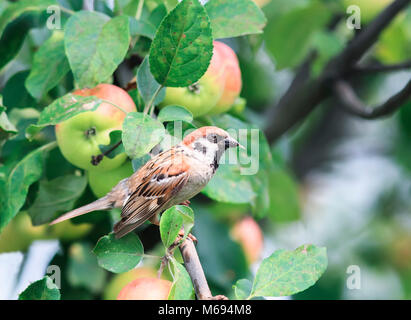 Ein Vogel ein Spatz Insekten Schädlinge im Garten an einem Baum mit roten reife Äpfel Stockfoto