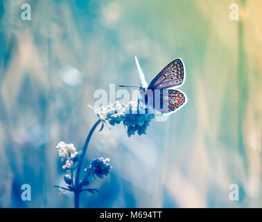 Süße kleine blaue Schmetterling, Kupfer - Schmetterling sitzt auf einem heiklen und schöne Wiese Stockfoto
