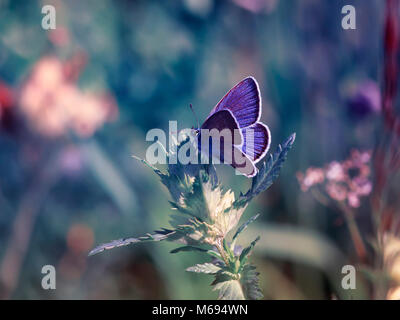 Süße kleine blaue Schmetterling, Kupfer - Schmetterling sitzt auf einem schönen Fee Wiese Stockfoto