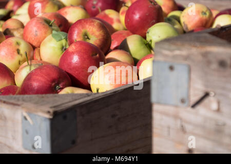 Äpfel in Holzkiste, die während der Ernte Stockfoto