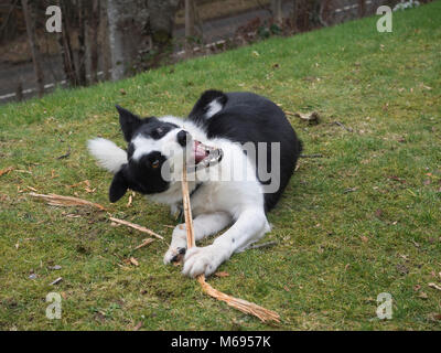 Hund (Border Collie) kauen Stick auf Gras Stockfoto