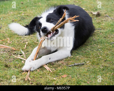 Hund (Border Collie) kauen Stick auf Gras Stockfoto