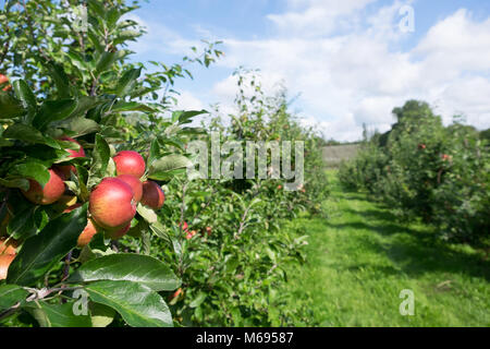 Äpfel auf apple tree im Orchard Stockfoto