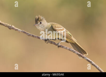 Yellow-bellied Elaenia haben eine auffallend buschigen Crest, die oft gestellt wird, wenn die Vogelstimmen, enthüllt eine weiße koronale Patch. Stockfoto