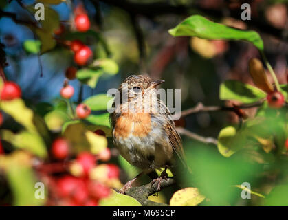 Eine lustige kleine Vogel, der Europäischen Robin Sitzen im Garten unter den hellen roten saftigen Beeren Stockfoto