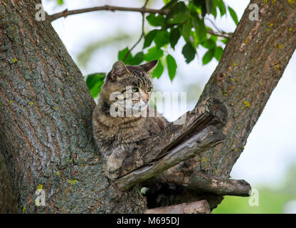 Schöne Tabby-katze ist eindrucksvoll auf einem Baum in Spring Park Stockfoto