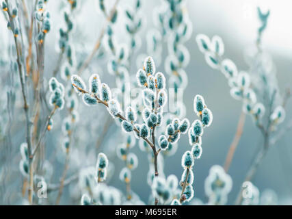 Flauschige schöne Ostern Weidenzweige Blüte im Frühjahr Stockfoto