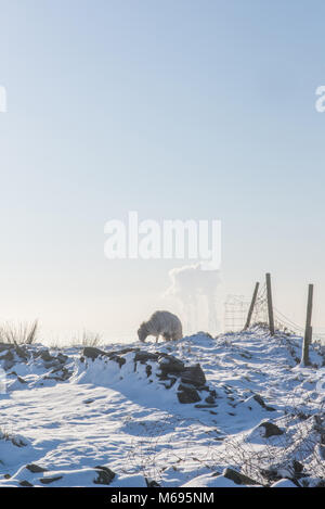 Schafe auf einem Hügel mit Snowclad Fiddlers Ferry Kraftwerks im entfernten Hintergrund Stockfoto