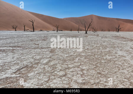 Landschaft von Death Vlei, tote und trockene Bäume mit roten Sanddünen in Sossusvlei. Namibia. Stockfoto