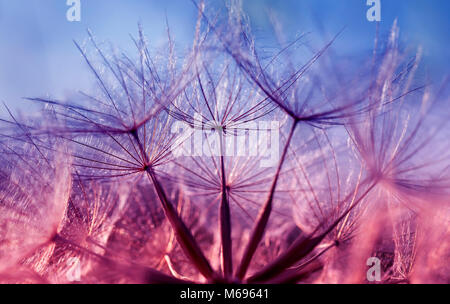Natürliche Kulisse der flauschigen Samen der Löwenzahn Blume close-up in lila Tönen Stockfoto