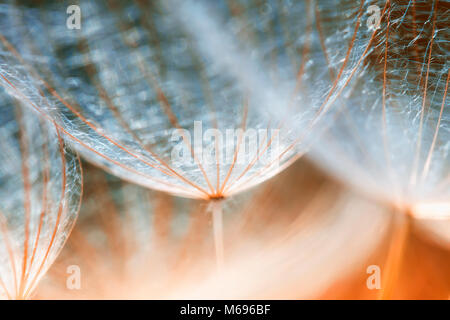 Zarte flauschige Löwenzahn Blumen Samen zu erreichen, zu den blauen Himmel an einem sonnigen Tag Stockfoto