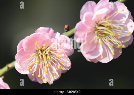 Rosa Pflaume Blüten Nahaufnahme, zwei schöne rosa Blumen blühen auf dem Zweig im Frühling, Blüte Pflaumen Stockfoto