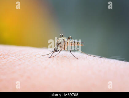 Nahaufnahme von einem bösen Insekten Moskito sitzen auf ihre Hand und trinkt das Blut der durchbohrte Haut Stockfoto