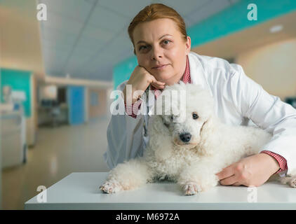 French White poode und der Tierarzt in der Klinik Stockfoto