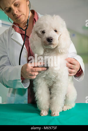 French White poode und der Tierarzt in der Klinik Stockfoto