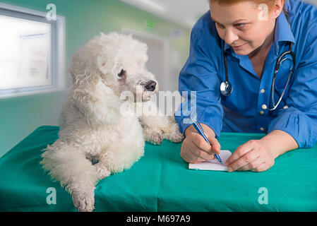 Französisch weißer Pudel und der Tierarzt in der Klinik Stockfoto