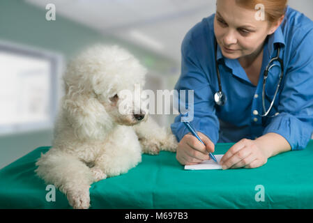 French White poode und der Tierarzt in der Klinik Stockfoto