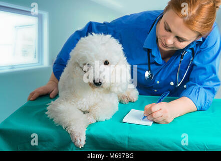 French White poode und der Tierarzt in der Klinik Stockfoto