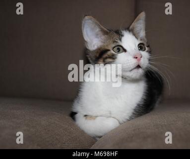 Kätzchen auf einem Sofa, Lenkung oben in der Luft. Das Kätzchen ia etwa 12 Wochen alt und schon bald das Nest verlassen. Sie ist geboren okt. 19., 2017. Stockfoto