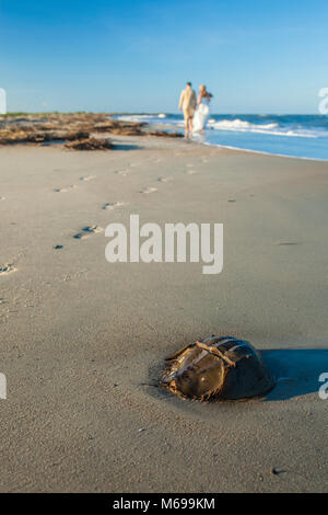 Braut und Bräutigam aus der Fokus weg von der Kamera am Strand mit Horseshoe Crab in Vordergrund Stockfoto