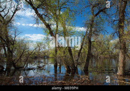 Pappeln auf Barr Lake, Barr Lake State Park, Colorado Stockfoto