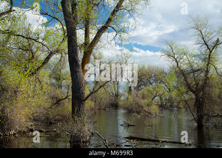 Pappeln auf Barr Lake, Barr Lake State Park, Colorado Stockfoto