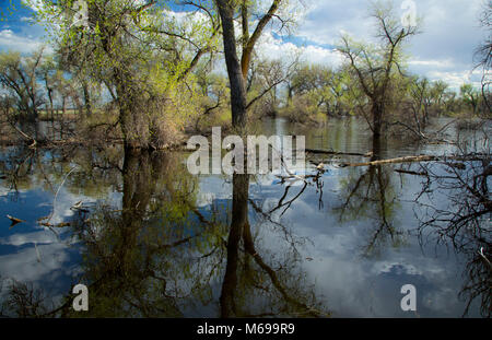 Pappeln auf Barr Lake, Barr Lake State Park, Colorado Stockfoto