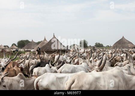 BOR, SOUTH SUDAN - 25. JUNI 2012: Unbekannter Rinder Hirten Herde eine große Anzahl von Rindern durch ein kleines Dorf nördlich von Mariestad, South Sudan Stockfoto