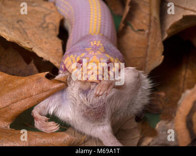 Royal Python super Butter pastel Python regius Morph essen Maus Stockfoto