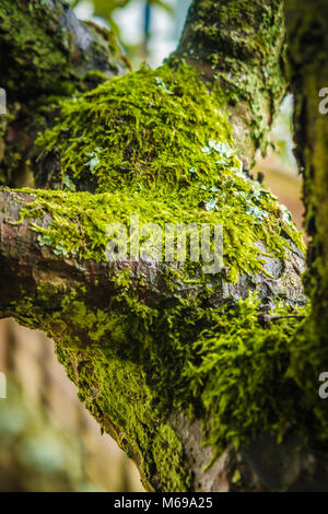 Pilze wachsen auf der Rinde eines Baumes Stockfoto