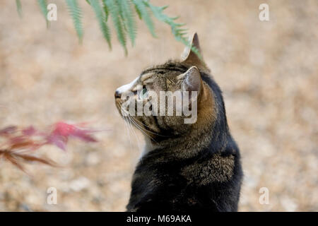 Hauskatze Schauen und Hören in einer Vorstadt Garden, London, Juni 2016 Stockfoto