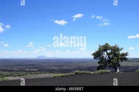 Ein einsamer Baum in Capulin Volcano National Monument, New Mexico Stockfoto