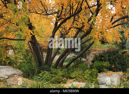 Herbst Landschaft des sonnigen Oktober Herbst Park bei schönem Wetter Stockfoto