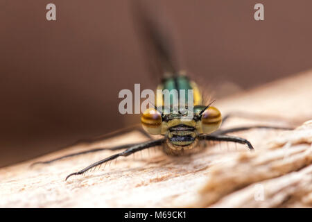 Große Rote Damselfly (Pyrrhosoma nymphula) ruht auf einem Log in Wäldern Lebensraum. Tipperary, Irland Stockfoto