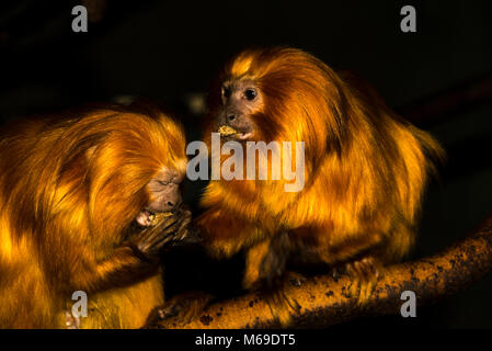 Golden Lion Tamarins (Leontopithecus Rosalia) Essen Stockfoto