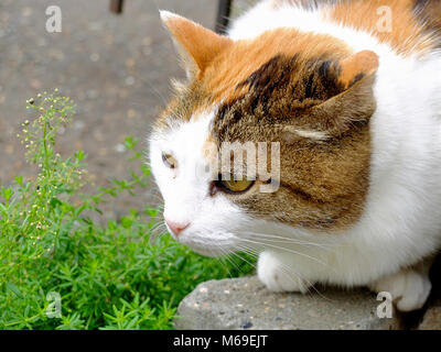 Alte schwere Multi Color Ingwer, weiße, schwarze Katze close-up Outdoor Portrait Stockfoto