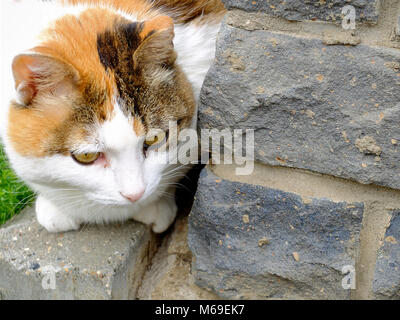 Alte schwere Multi Color Ingwer, weiße, schwarze Katze um die Ecke suchen Stockfoto