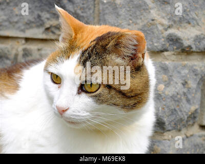 Alte schwere Multi Color Ingwer, weiße, schwarze Katze close-up Outdoor Portrait Stockfoto