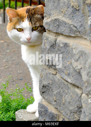 Alte schwere Multi Color Ingwer, weiße, schwarze Katze um die Ecke suchen Stockfoto