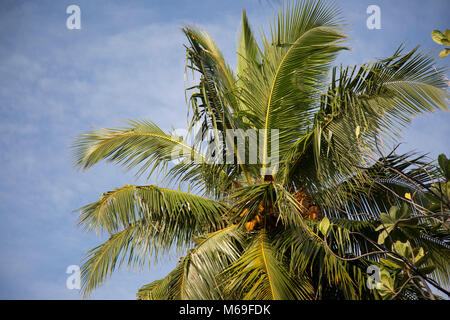 Palmen mit blauem Himmel hinter Ihnen auf einem Strand, Malediven Huvafen Fushi Stockfoto