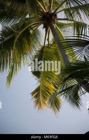 Palmen mit blauem Himmel hinter Ihnen auf einem Strand, Malediven Huvafen Fushi Stockfoto