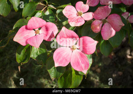 Cornus kousa Satomi ist ein Blickfang im Frühsommer in Großbritannien Stockfoto