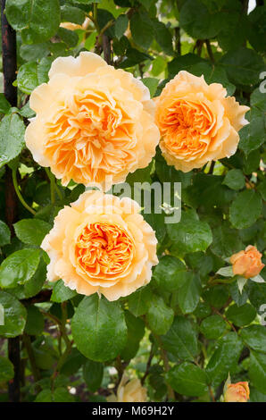 Rosa Crown Princess Margareta mit Aprikose orange Blumen wachsen in einem Englischen Garten in Großbritannien Stockfoto