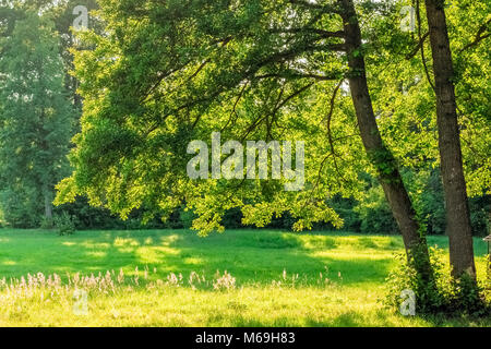 Ast mit Blätter der jungen Eiche über auf dem Feld mit grünem Gras in gelber Sonnenuntergang Stockfoto