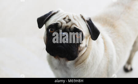 Isolierte pug freuen uns mit den Kopf zur Seite geneigt. Expressive Hund, schade. Stockfoto