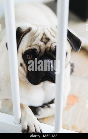 Schuldig, Hund, Mops Hund hinter den Bars von ein Schutzbügel für Hunde. Hund mit Schade, traurig. Stockfoto