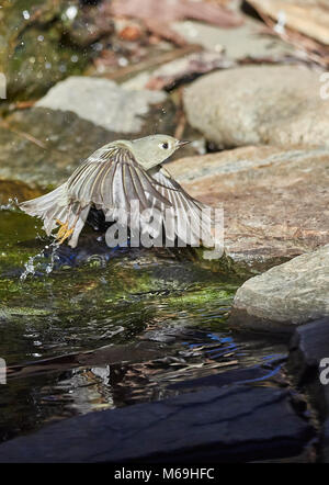 Rubin-gekrönter Goldhähnchen Stockfoto