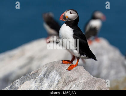 Einsame Papageitaucher wachen seinem Hoheitsgebiet während der Paarungszeit im Sommer. Stockfoto